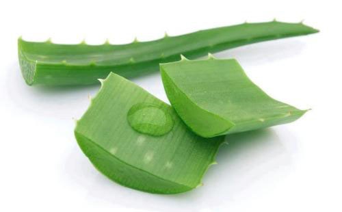 Foglie di aloe