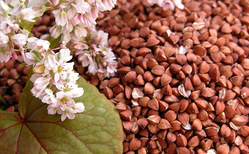 Il grano saraceno è utile sotto tutti gli aspetti ei suoi fiori sono teneri, belli e pieni di delizioso miele.