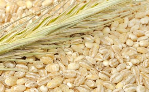 Spighetta d'orzo sul posizionatore di cereali