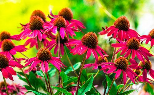 Fiori Di Echinacea