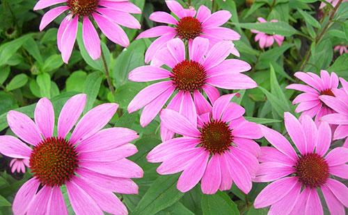 Fiori Echinacea Rosa