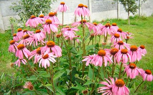 Echinacea in giardino