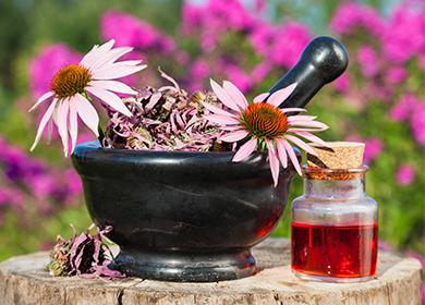 Fiori Di Echinacea