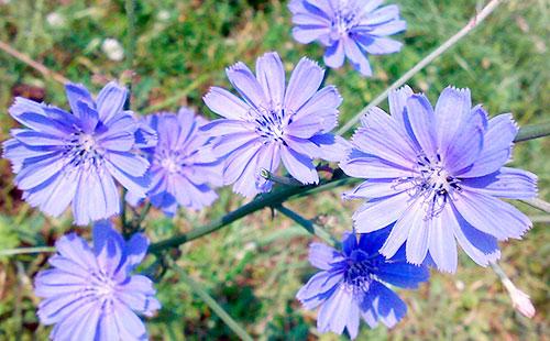 Fiori di cicoria