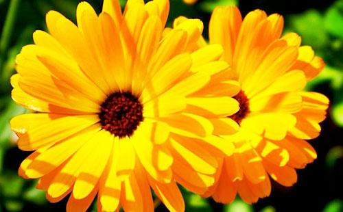 Fiori di calendula