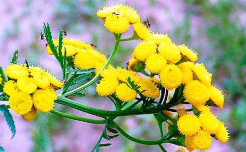 Fiori di tanaceto giallo