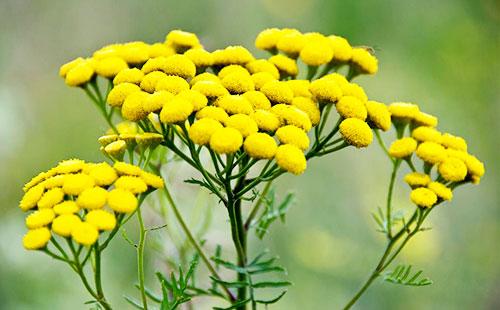 Fiori di tanaceto