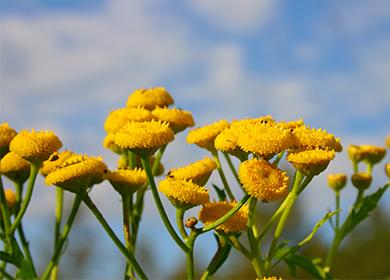 Fiori di tanaceto