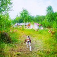 Divertente cane corre a chiacchierare con il fotografo