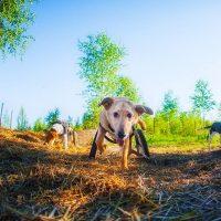 Il passeggino ti aiuterà a goderti la passeggiata.