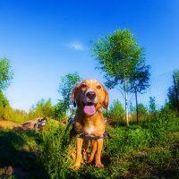 Il cane è caldo e ha tirato fuori la lingua