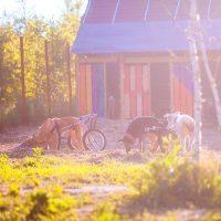 Giochi al sole d'autunno