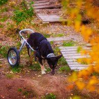 Cane nero sull'erba autunnale