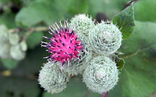 Fiore di bardana