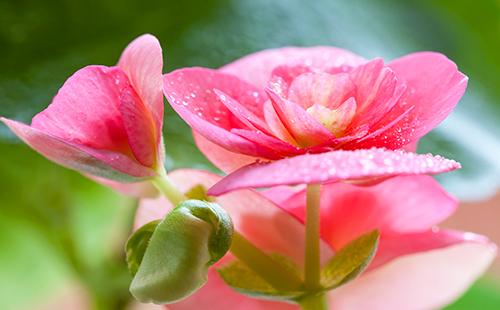 Fioritura rigogliosa di fiori da interno