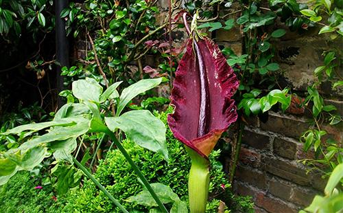 Fiore di amorphophallus