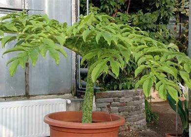 Palma di Amorphophallus in una pentola