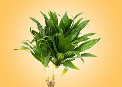 Dracaena su uno sfondo giallo