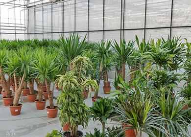 Yucca in vasi di fiori