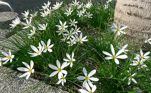 Zephyranthes nell'aiuola