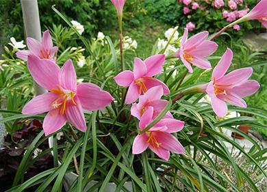 Fiori Di Zephyranthes