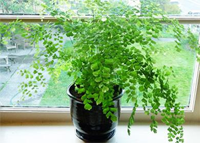 Adiantum in una pentola