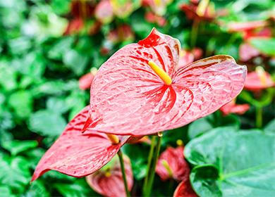 Anthurium Fiore