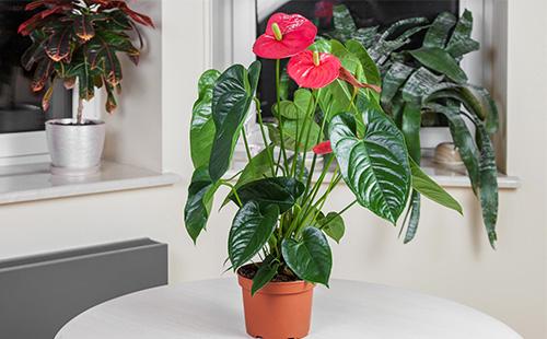 Anthurium in una pentola