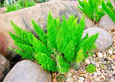 Asparagi nel giardino tra le pietre