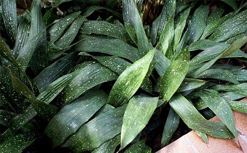 Foglie verde scuro di aspidistra