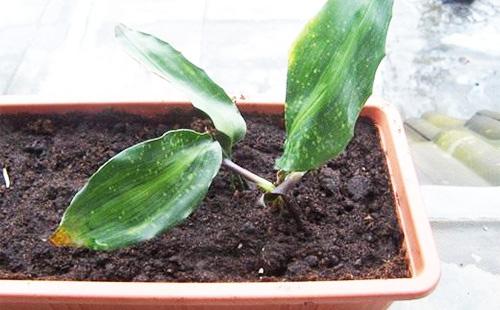 Aspidistra in crescita