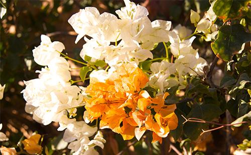 Fiori di bouganville