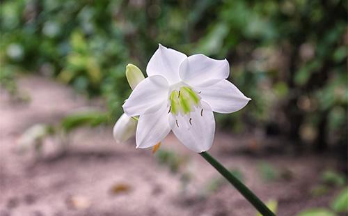 Eucharis di giglio amazzonico