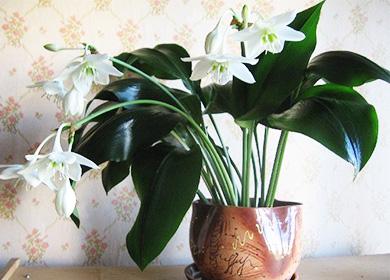 Eucharis in fiore in una pentola