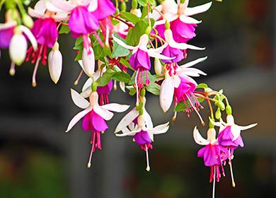 Appesi fiori rosa e bianchi