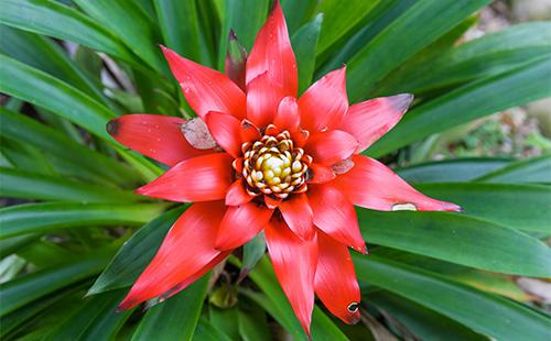 Fiore Guzmania