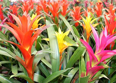 Guzmania di fioritura