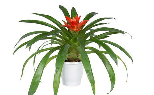 Guzmania in una pentola