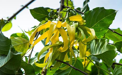 Fiori di ylang ylang