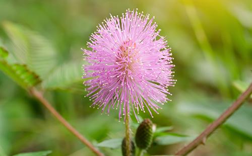 Fiore di mimosa vergognoso