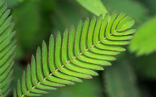 Mimosa foglia timida