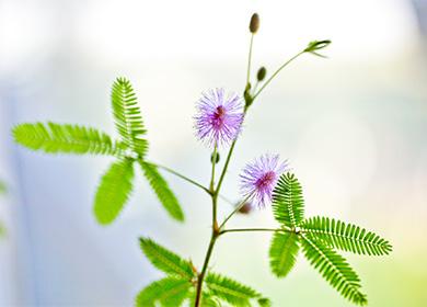 Mimosa timida