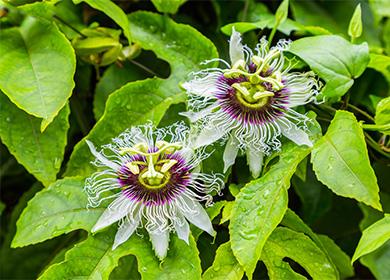 Fiori Passiflora