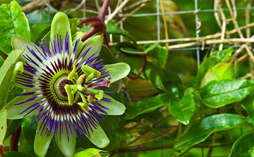 Passiflora fiori e foglie