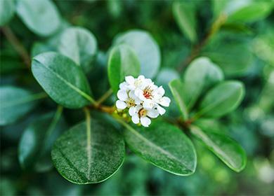 Peperomia Fiorita