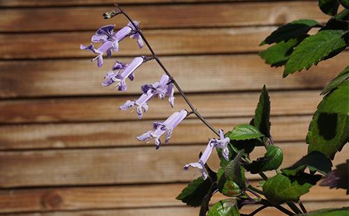 Fiori di Plectranthus