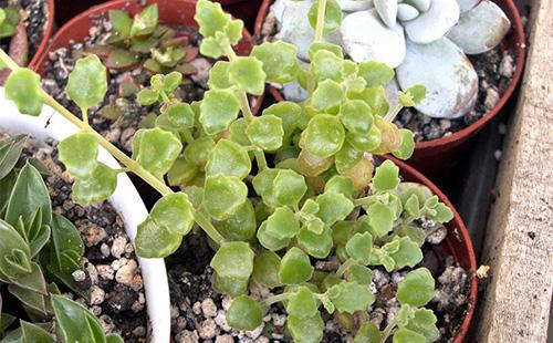 Germogli di Plectranthus