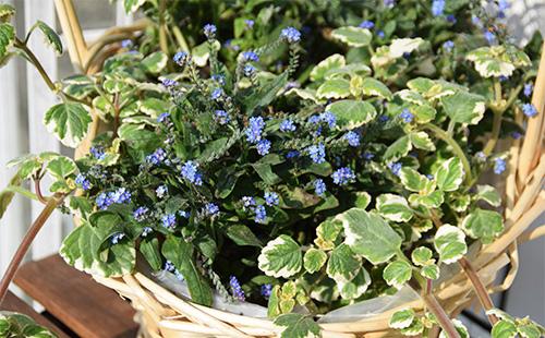 Plectranthus in un cestino con i nontiscordardime