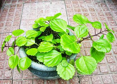 Plectranthus in una pentola