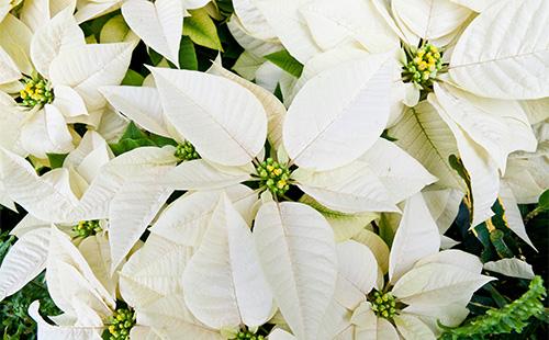 Fiori Poinsettia Bianchi